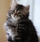Supercharmig kattunge, hona, långhårig