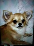 Chihuahua hane 4,5 år