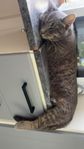 katt