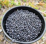 10L blåbär finns nu