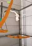 Two female sugar gliders (Flygpungekorre)