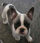 Fransk Bulldog 