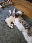 Långhåriga kattungar