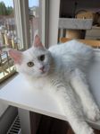 Maine Coon Hona med Stamtavla
