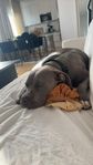 american bully tik
