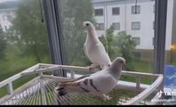 duvor med bra pris