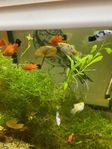Juwel Aquarium 70 liters