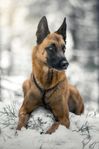 belgisk vallhund Malinois