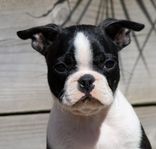 Bostonterrier 