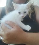 Blandras kattungar