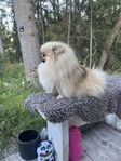 Pomeranian tik skk 