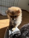Pomeranian/ Tysk spets mittlespitz hundvalpar /valpar/ Hund 