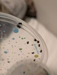 Hoppspindlar, Phidippus regius slings