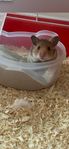 hamster