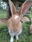 Kanin hanar blandras Angora/ New Zealand Red/ Belgisk Jätte