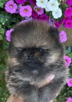 Pomeranian 