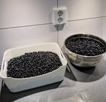 Nyplockade Blåbär