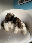 shih tzu valpar