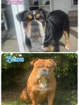old english bulldogg valpar väntas , världens härligaste 