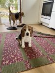 Beaglevalp