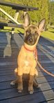 Malinois tikvalp  