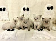 Ragdoll Kattungar