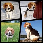 Beagle 
