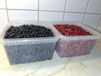 Färska bär till försäljning – Blåbär & Lingon