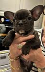 Fransk bulldog valp tik
