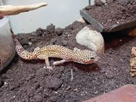 Leopard Gecko + Bearded Dragon