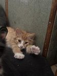 kattungar leverans klara