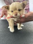 chihuahua valp hane 
