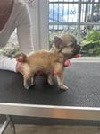  chihuahua hane med skk stamtavla 