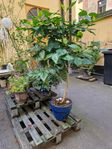 Ståtligt Hibiskusträd
