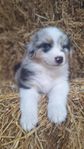 Australian shepherd