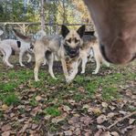 Alaskan Husky Tik