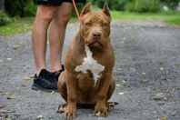 American Bully XL