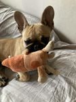 Akut omplacering Fransk bulldog 