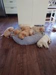 Golden retriever valpar