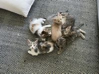 Kattungar 50% Maine Coon