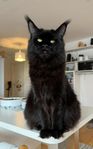 renrasig Maine coon snart 4 år