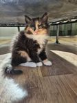Ljuvliga långhåriga kattungar