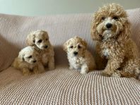 Underbara maltipoo