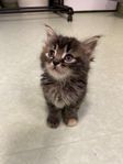 Norsk skogskatt/Maincoon/Ragdoll