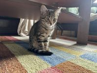 kattunge