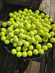 Padelbollar 