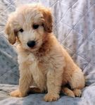Shepadoodle valpar 