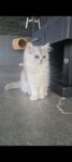 kattunge