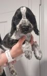 ☆☆☆Engelsk cocker spaniel☆☆☆