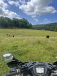 Fyra Highland Cattle